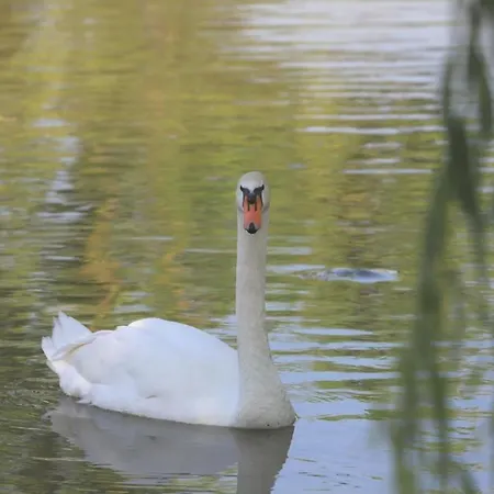 ホテル Torre Di Codana