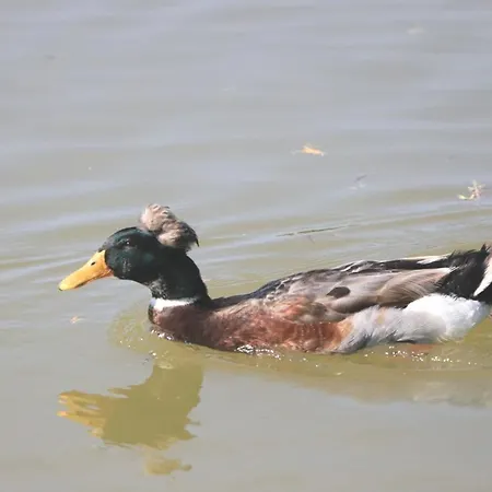 Torre Di Codana Hotel 3*